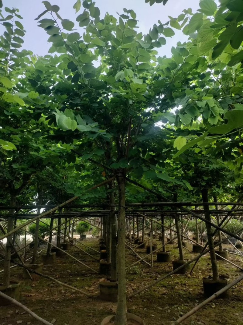 红花紫荆14-15-16各种规格齐全价格便宜