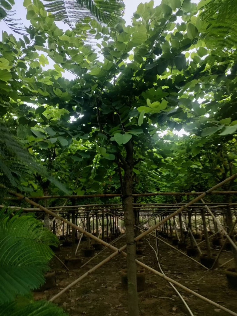 红花紫荆14-15-16各种规格齐全价格便宜