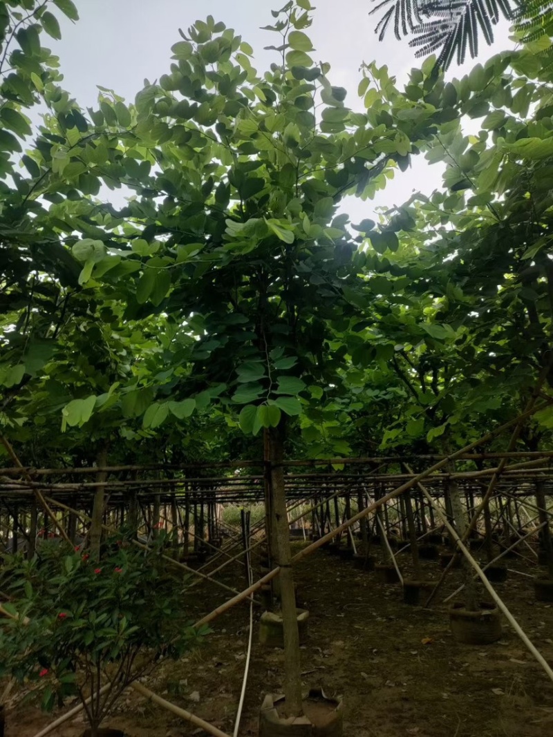红花紫荆14-15-16各种规格齐全价格便宜