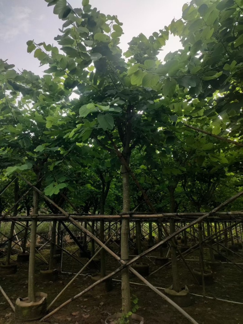红花紫荆14-15-16各种规格齐全价格便宜
