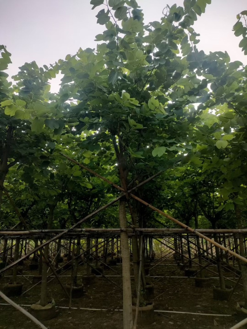 红花紫荆14-15-16各种规格齐全价格便宜