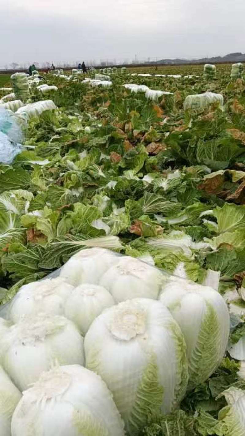 精品白菜货源充足一手货源量大从优质量保证欢迎咨询