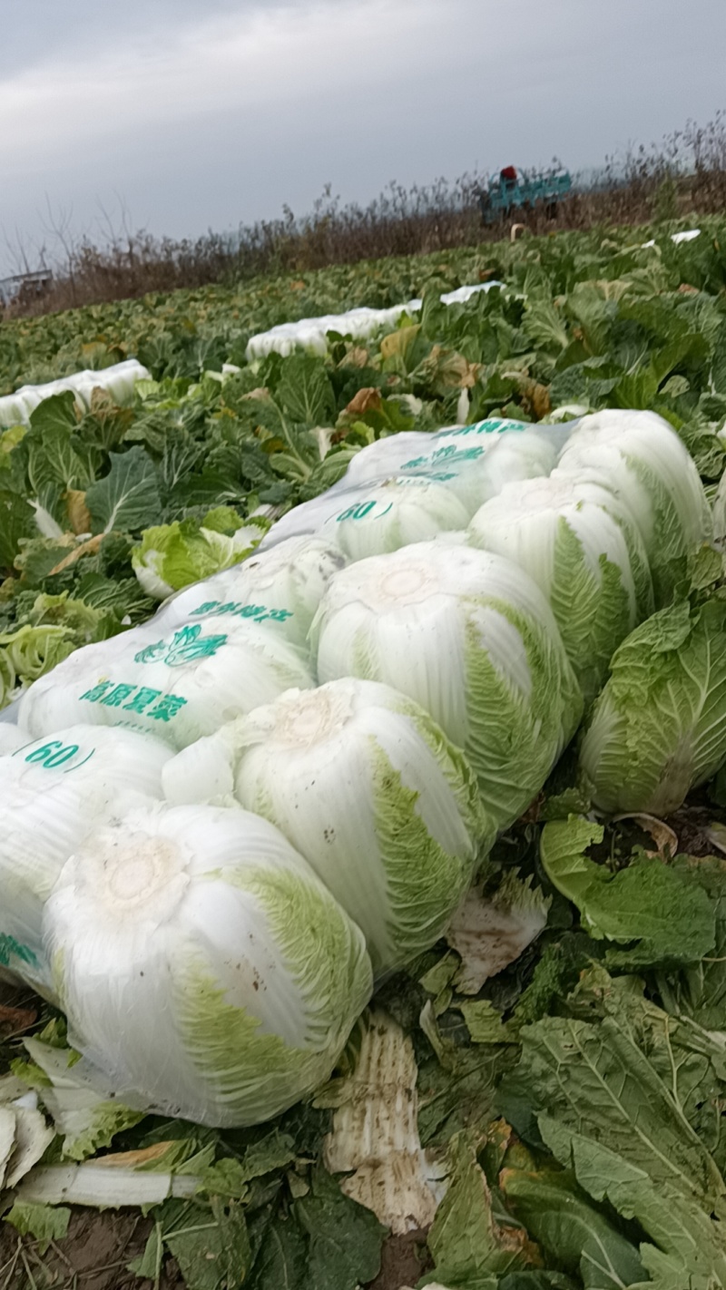 精品白菜货源充足一手货源量大从优质量保证欢迎咨询