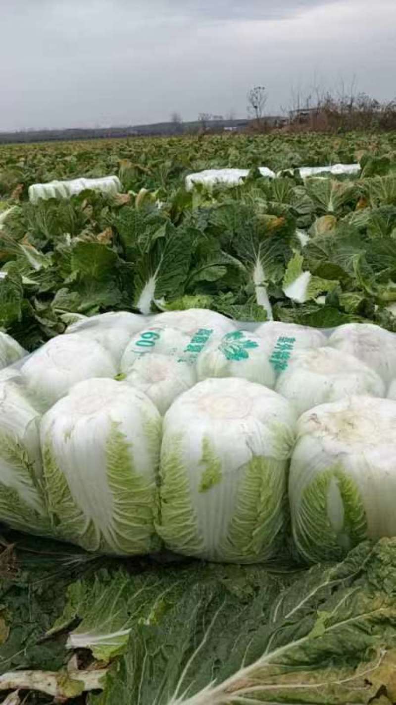 精品白菜货源充足一手货源量大从优质量保证欢迎咨询