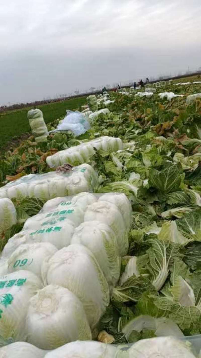 精品白菜货源充足一手货源量大从优质量保证欢迎咨询