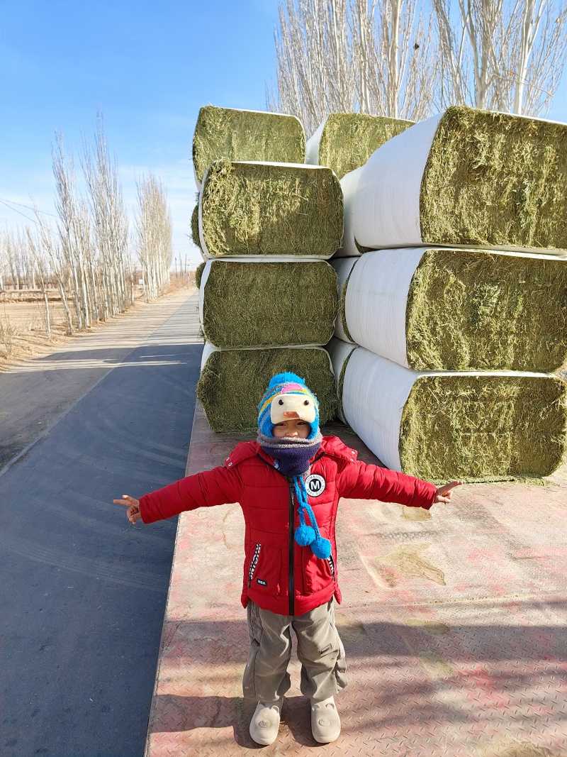 中国苜蓿草发往全国各地甘肃西域胜陇源草业苜蓿草批发基地