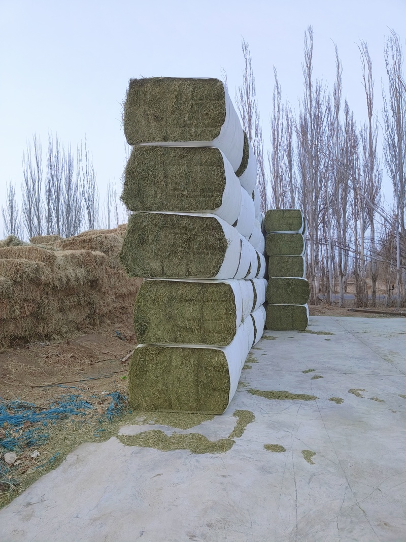 中国苜蓿草发往全国各地甘肃西域胜陇源草业苜蓿草批发基地