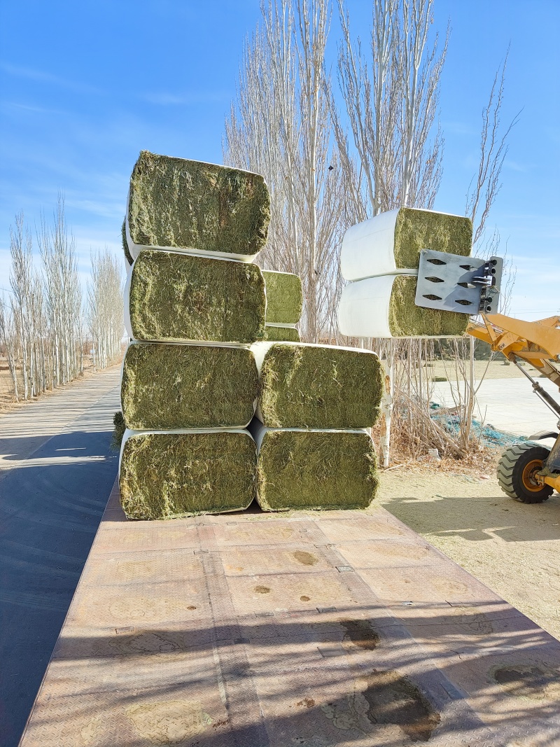 中国苜蓿草发往全国各地甘肃西域胜陇源草业苜蓿草批发基地
