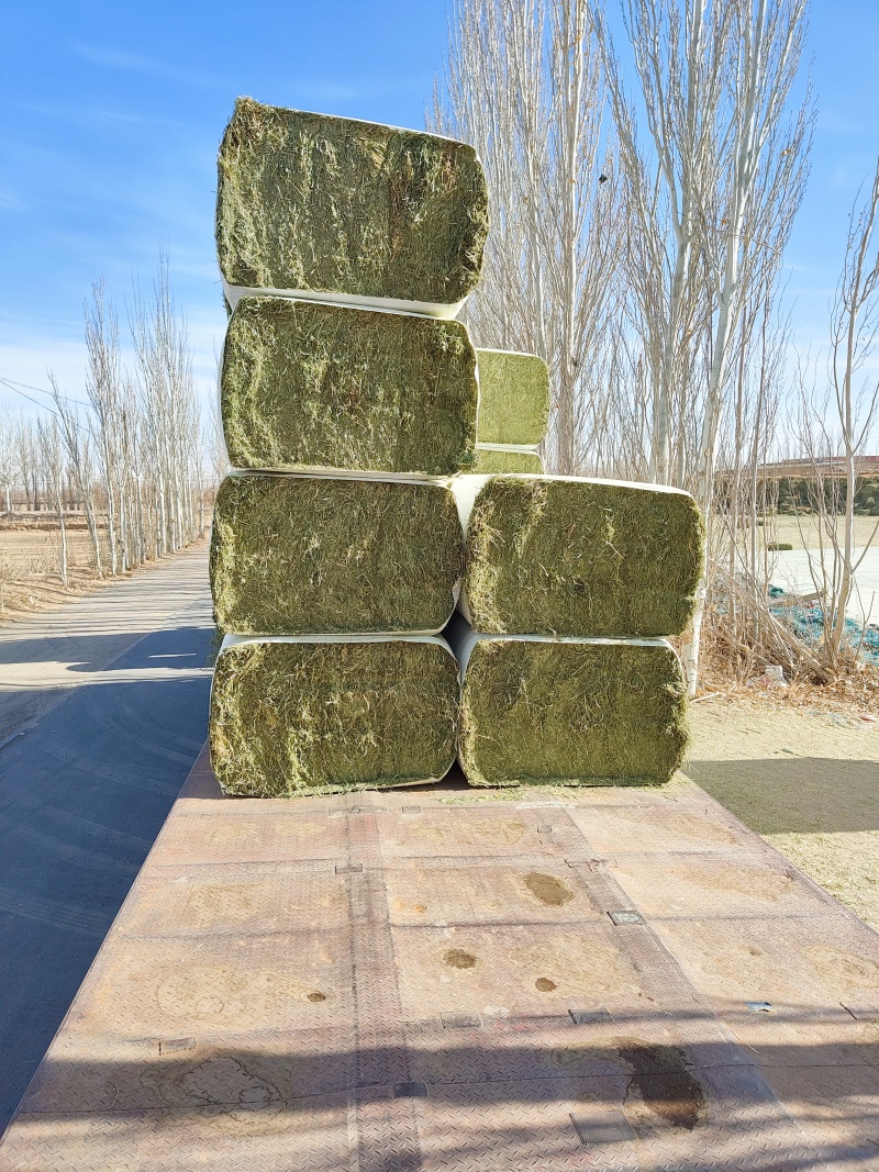 中国苜蓿草发往全国各地甘肃西域胜陇源草业苜蓿草批发基地