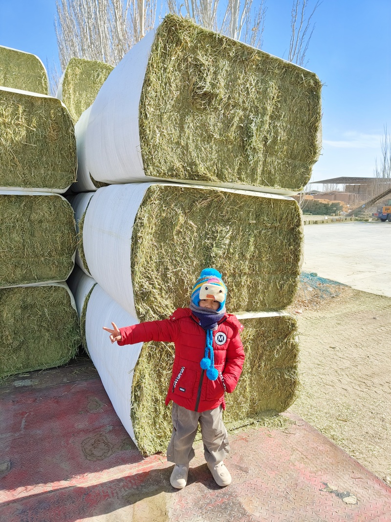 中国苜蓿草发往全国各地甘肃西域胜陇源草业苜蓿草批发基地