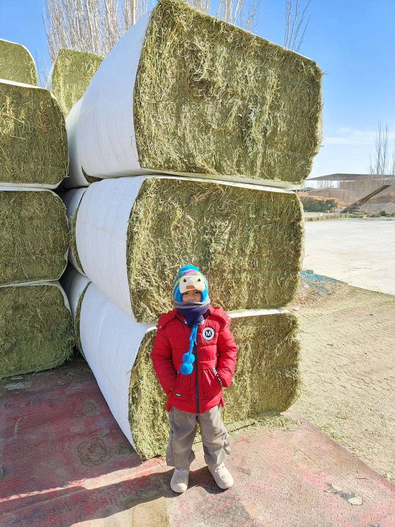 中国苜蓿草发往全国各地甘肃西域胜陇源草业苜蓿草批发基地
