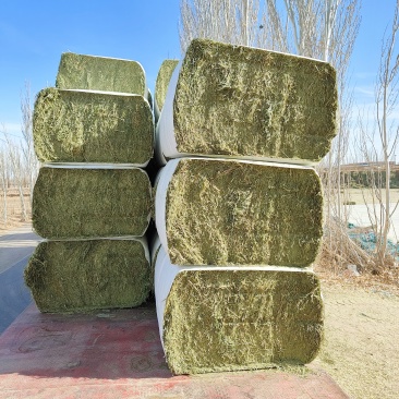中国苜蓿草发往全国各地甘肃西域胜陇源草业苜蓿草批发基地