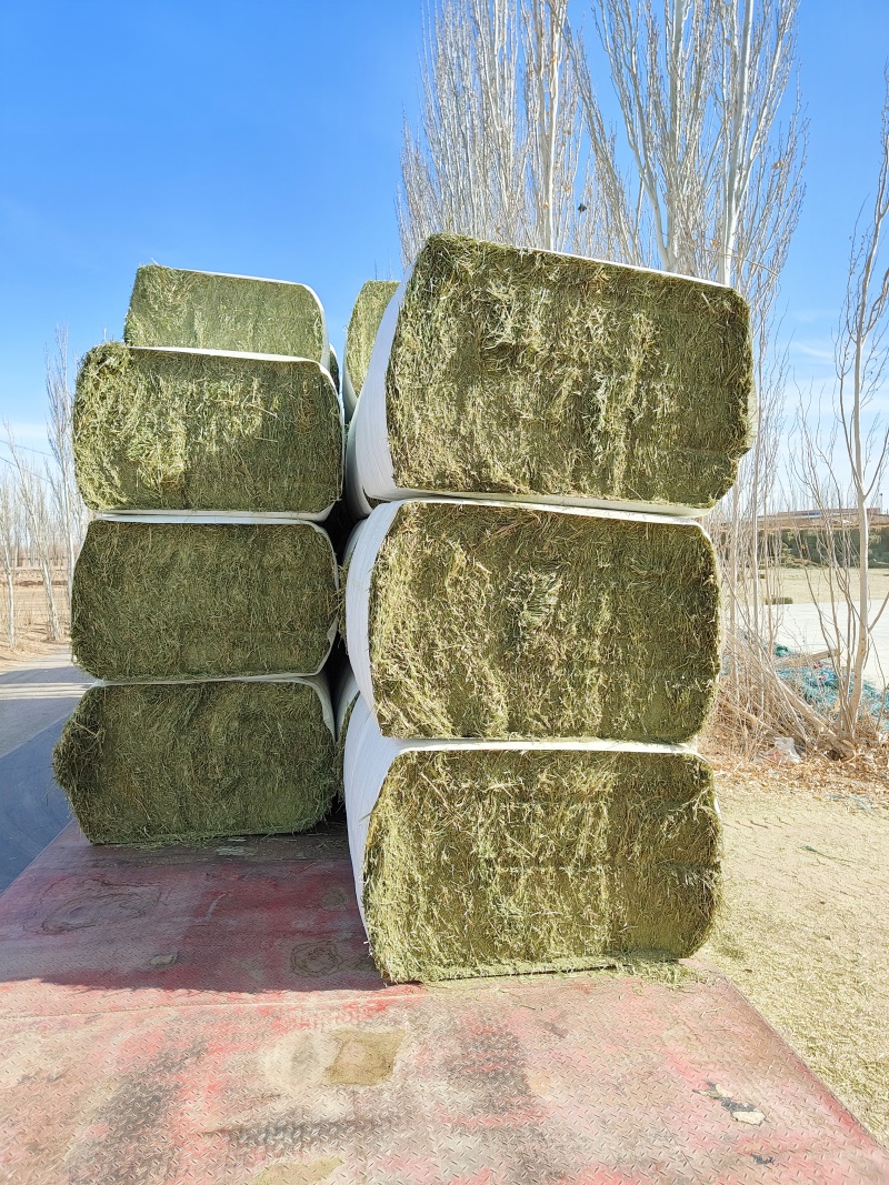 中国苜蓿草发往全国各地甘肃西域胜陇源草业苜蓿草批发基地