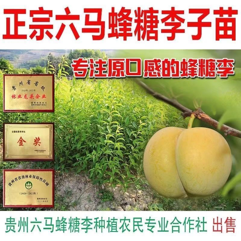 李子树枝条，早熟蜂糖李嫁接枝条，端午节成熟。