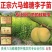 蜂糖李树苗，正宗蜂糖李，早熟品种，端午节成熟，晚熟七份。
