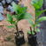 南非叶苗盆栽阳台花园四季绿将军叶神奇叶树苗送盆送肥土包活