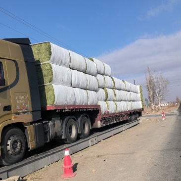 苜蓿草加密包批发甘肃优质苜蓿草种植基地甘肃玉门胜陇源草