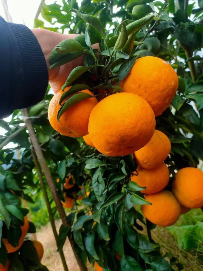 《柑桔苗》春见耙柑成活率高根系发达泥浆保湿基地直发