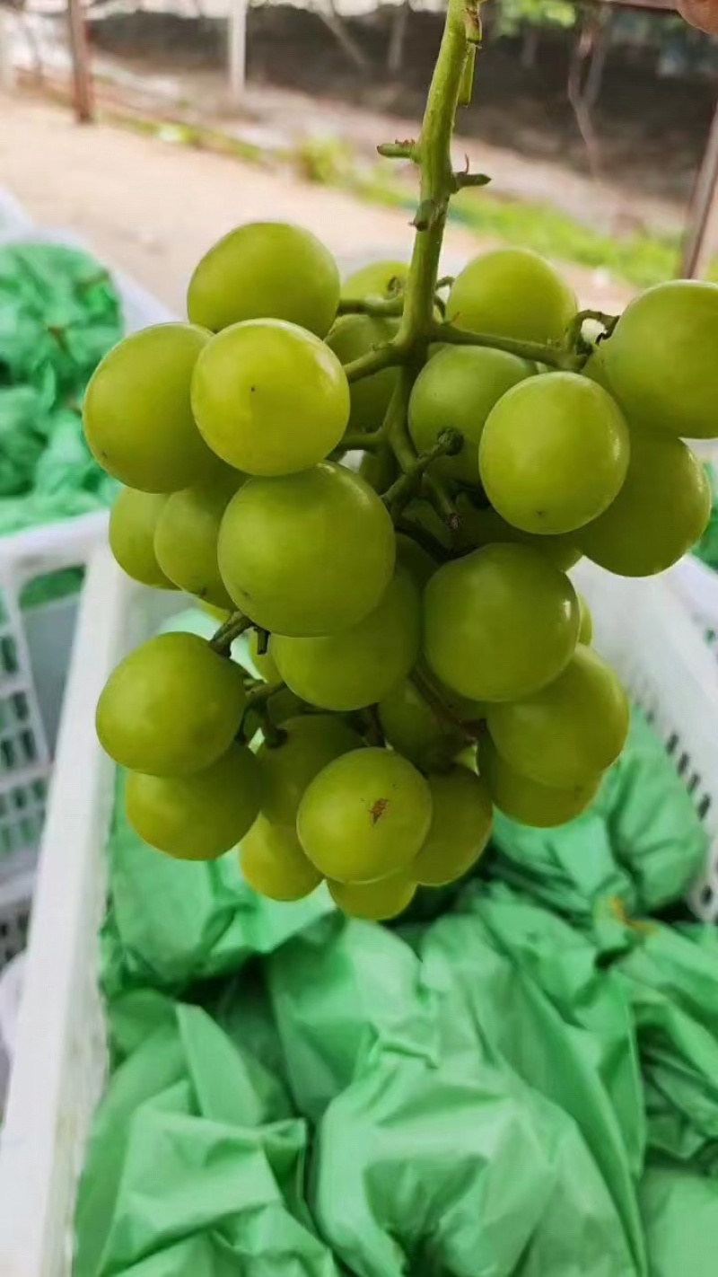 【阳光玫瑰苗】葡萄苗河北阳光玫瑰秒基地直供产地发货