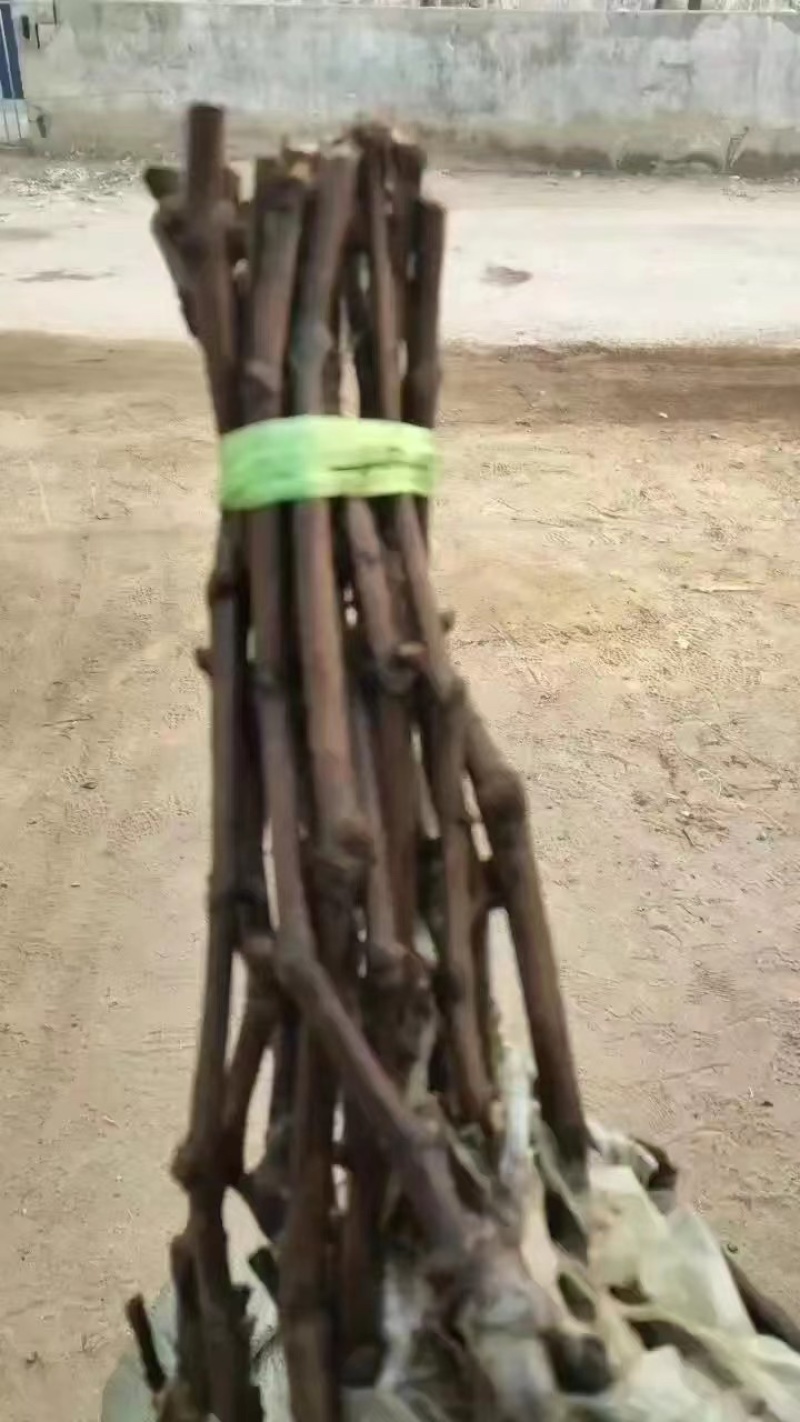【阳光玫瑰苗】葡萄苗河北阳光玫瑰秒基地直供产地发货
