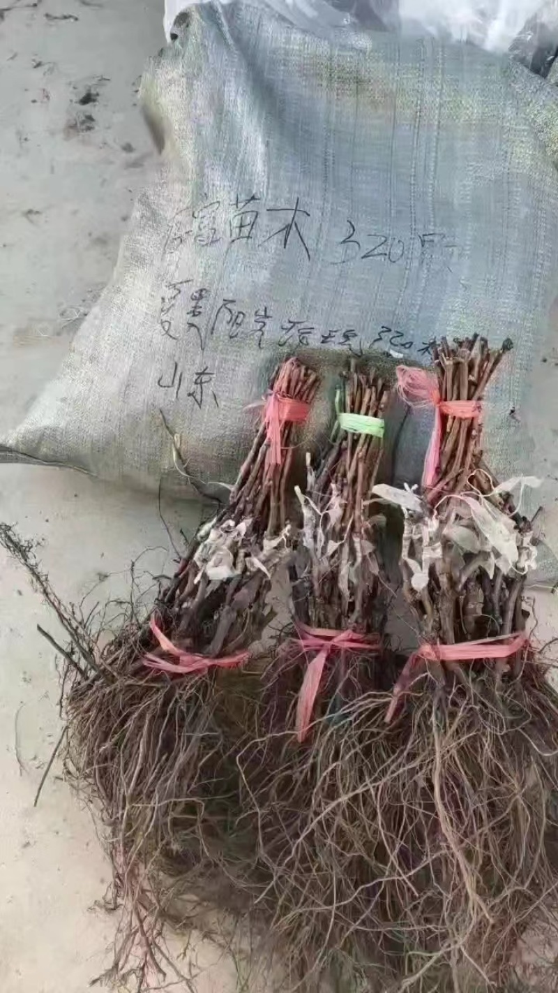【阳光玫瑰苗】葡萄苗河北阳光玫瑰秒基地直供产地发货