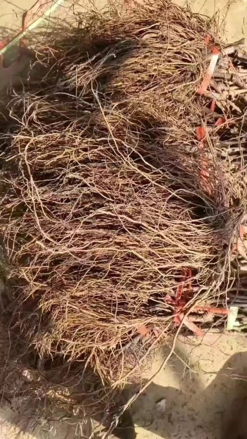 【阳光玫瑰苗】葡萄苗河北阳光玫瑰秒基地直供产地发货