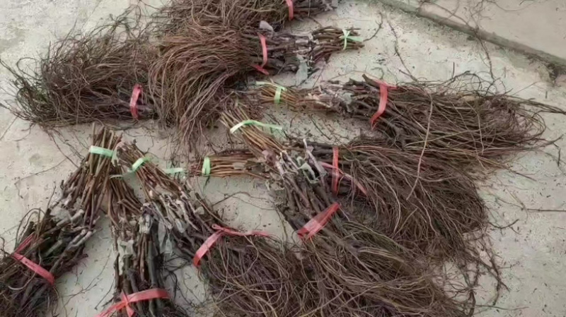 【阳光玫瑰苗】葡萄苗河北阳光玫瑰秒基地直供产地发货