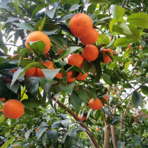 广西产地直发精品沃柑皮薄水分足口感甜价格优惠欢迎咨询