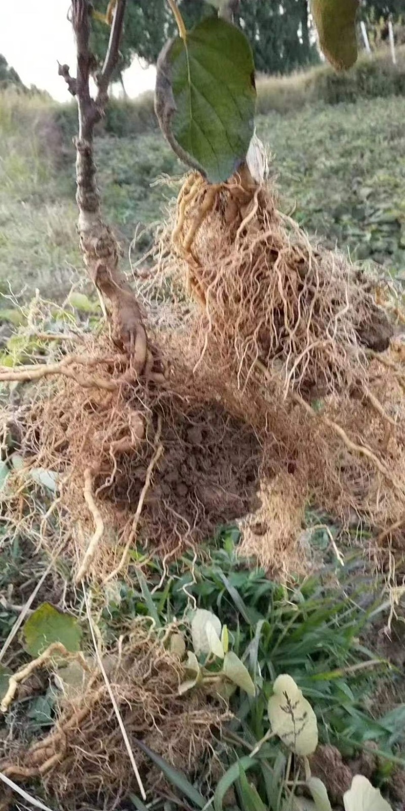 【热卖】猕猴桃苗水杨桃嫁接红心，黄心绿心，G3猕猴桃苗