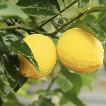 黄柠檬产地直发品质优货量大欢迎咨询