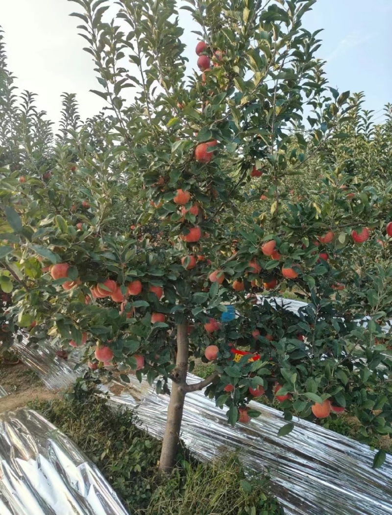2公分苹果树苗3公分4公分苹果树5公分苹果树