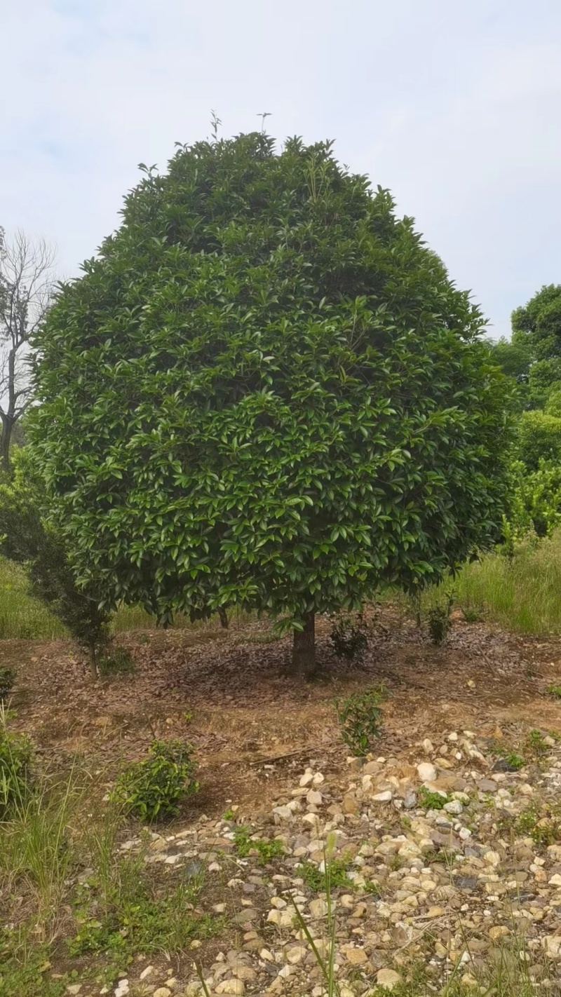 桂花基地1一20批发，现货长期有效。高杆桂花，低分支桂