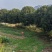 桂花基地1一20批发，现货长期有效。高杆桂花，低分支桂
