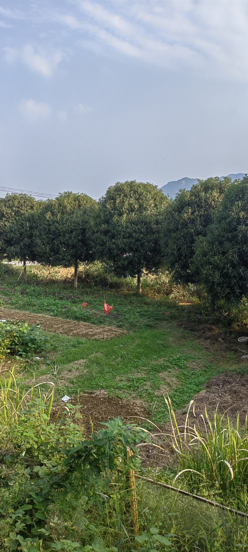 桂花基地1一20批发，现货长期有效。高杆桂花，低分支桂