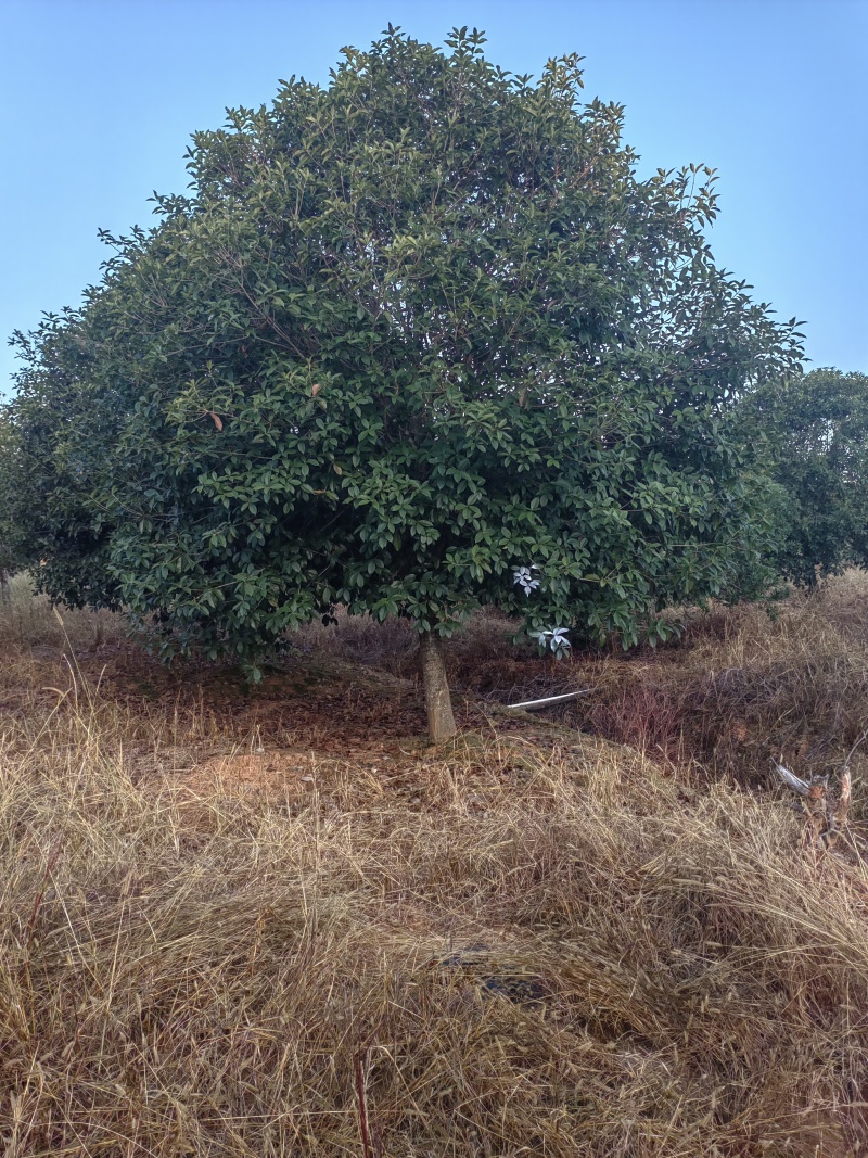 桂花基地1一20批发，现货长期有效。高杆桂花，低分支桂