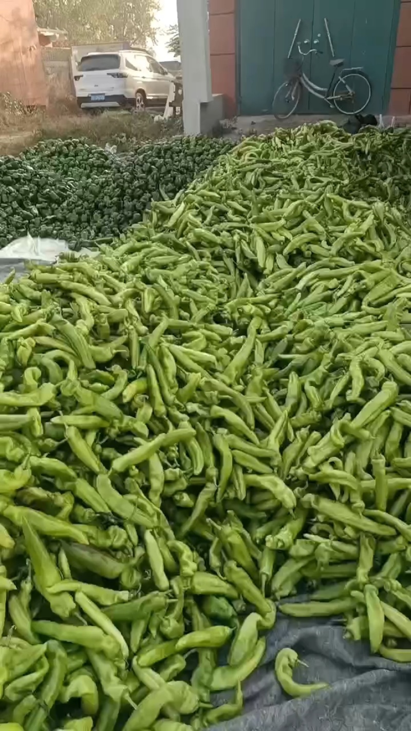 尖椒2~5厘米中辣黄品质保证欢迎咨询合作