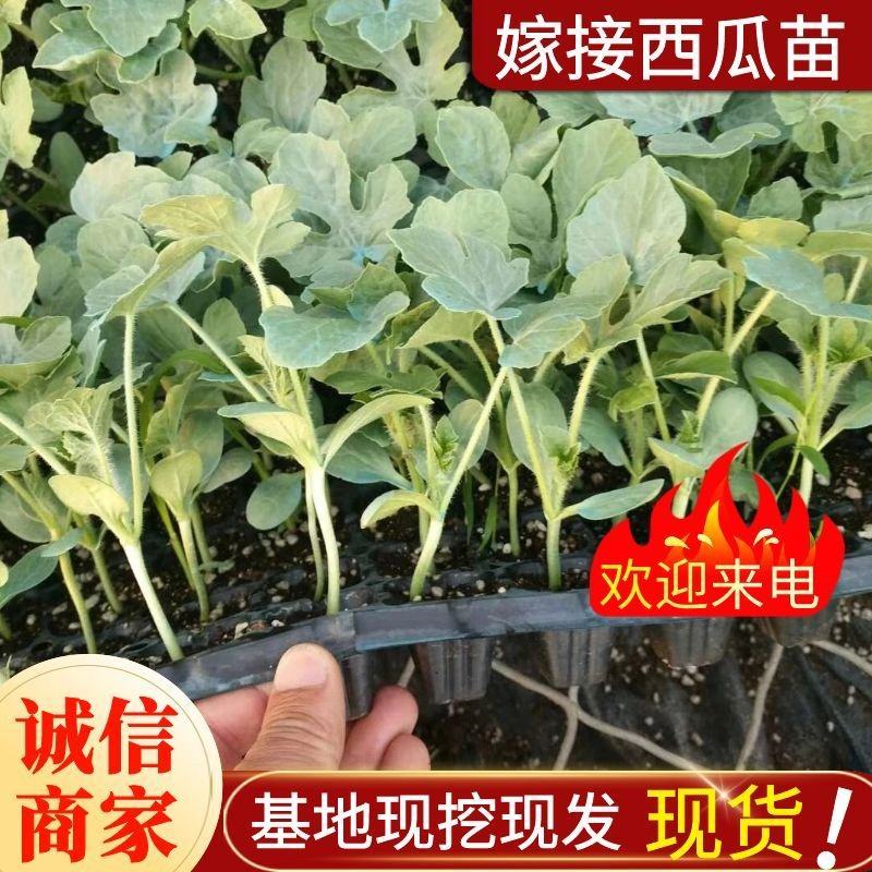 《8424西瓜苗》嫁接西瓜苗放心苗基地现挖现发实物拍摄
