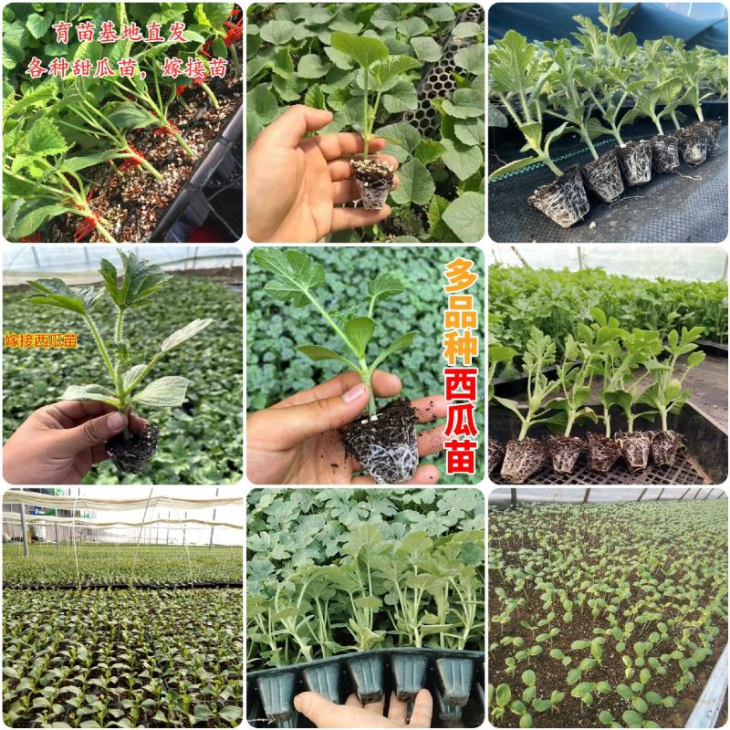 《甜王西瓜苗》嫁接西瓜苗放心苗基地现挖现发全国发货