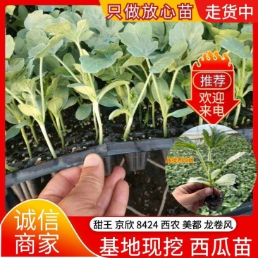 京欣西瓜苗自根苗，有现货，苗子大小如图所示，实物拍摄