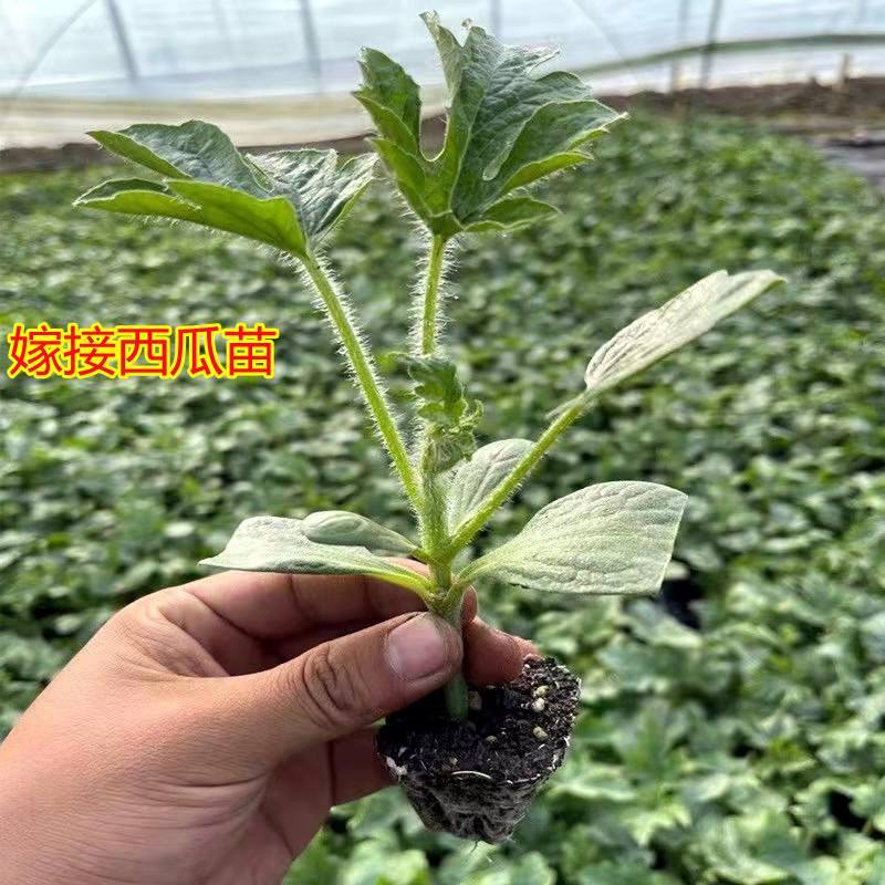 京欣西瓜苗自根苗，有现货，苗子大小如图所示，实物拍摄