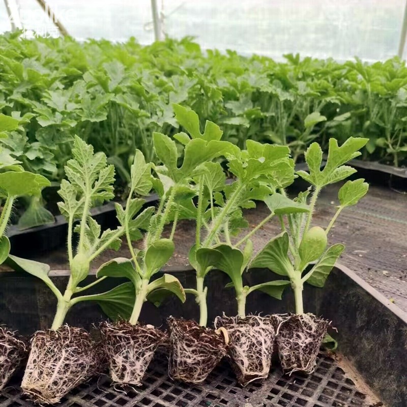 京欣西瓜苗自根苗，有现货，苗子大小如图所示，实物拍摄