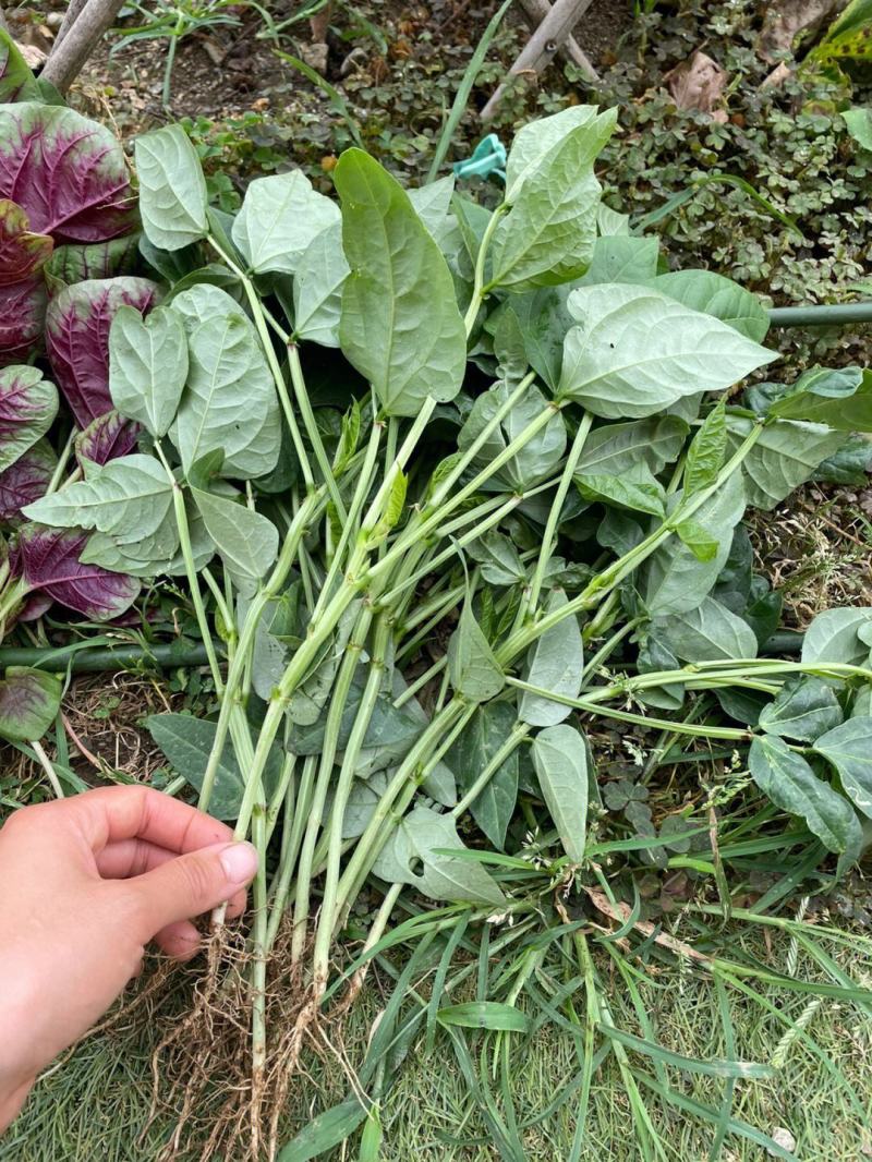 豆角苗，嫁接苗和自根苗都有，有现货，实物拍摄