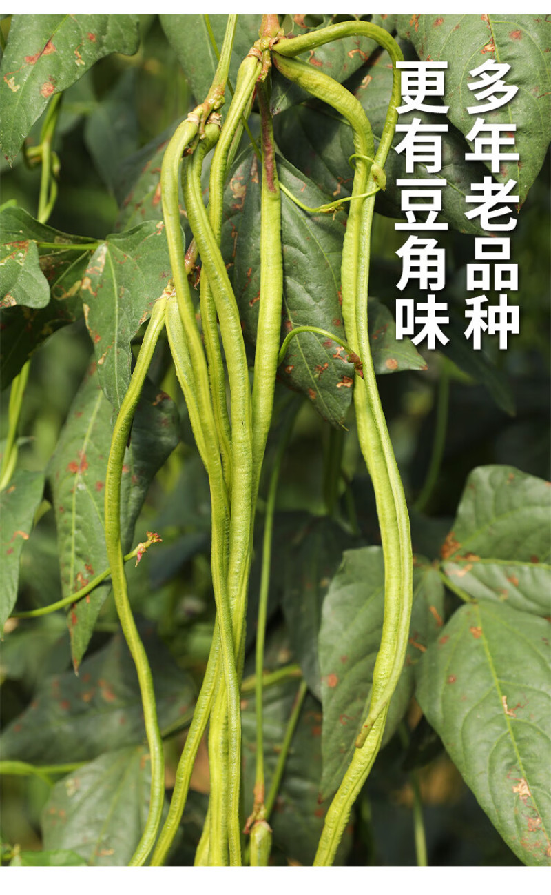 豆角苗，嫁接苗和自根苗都有，有现货，实物拍摄