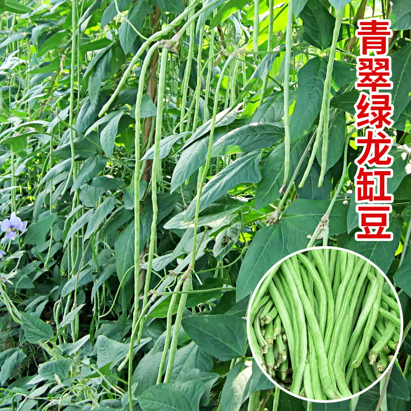 豆角苗，嫁接苗和自根苗都有，有现货，实物拍摄