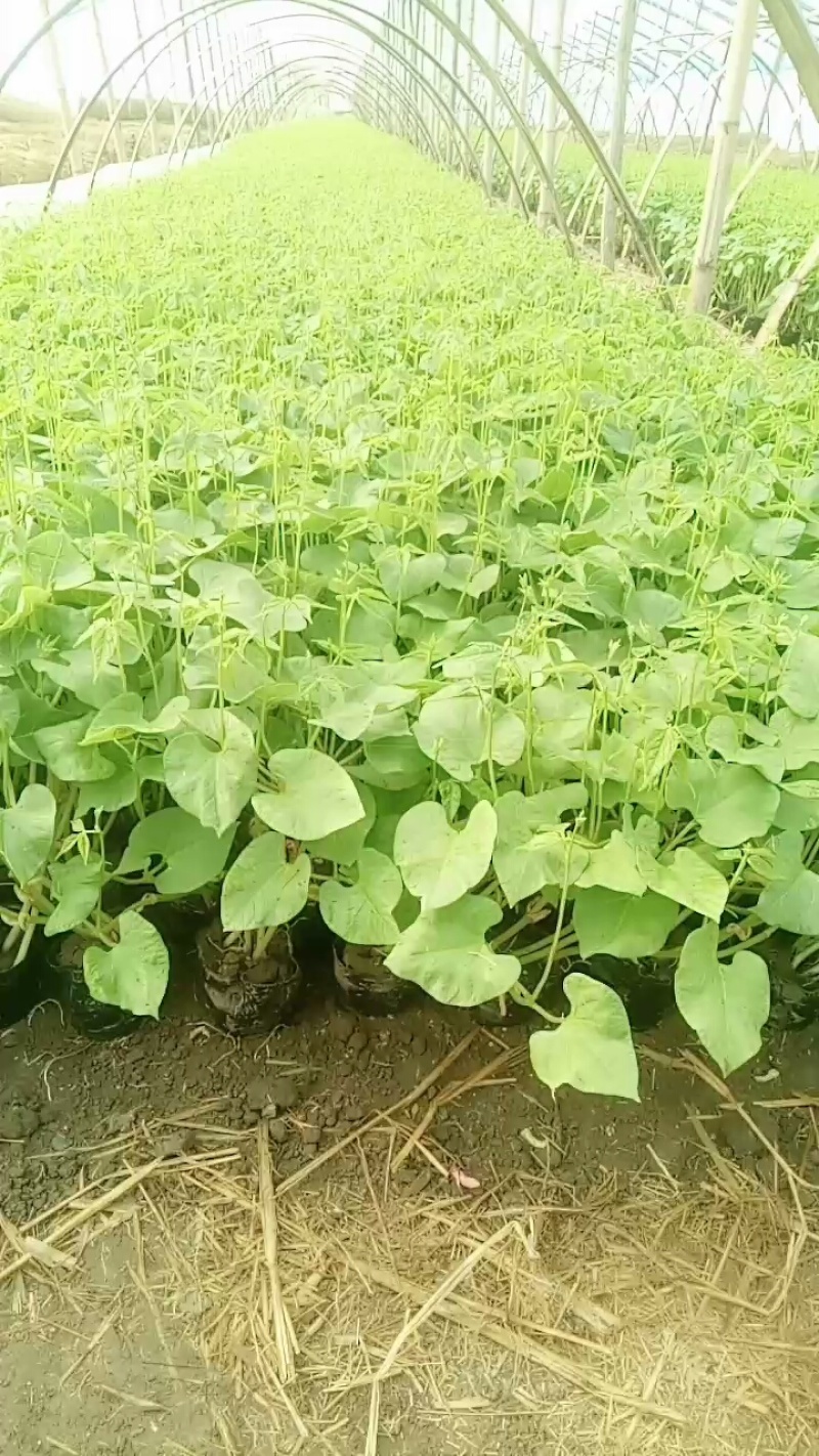 豆角苗，嫁接苗和自根苗都有，有现货，实物拍摄