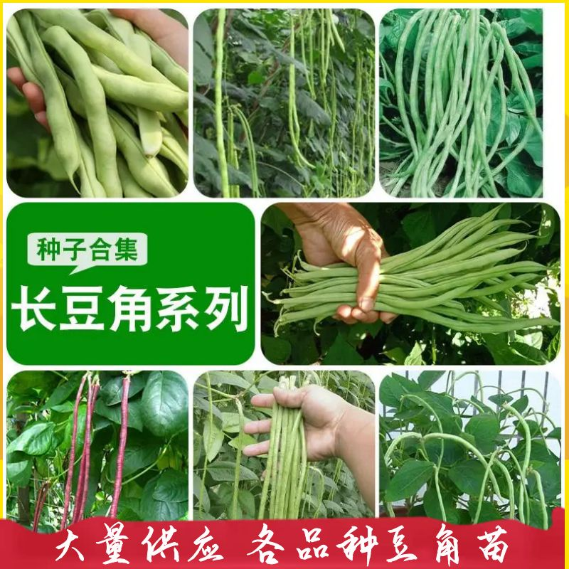 豆角苗，嫁接苗和自根苗都有，有现货，实物拍摄