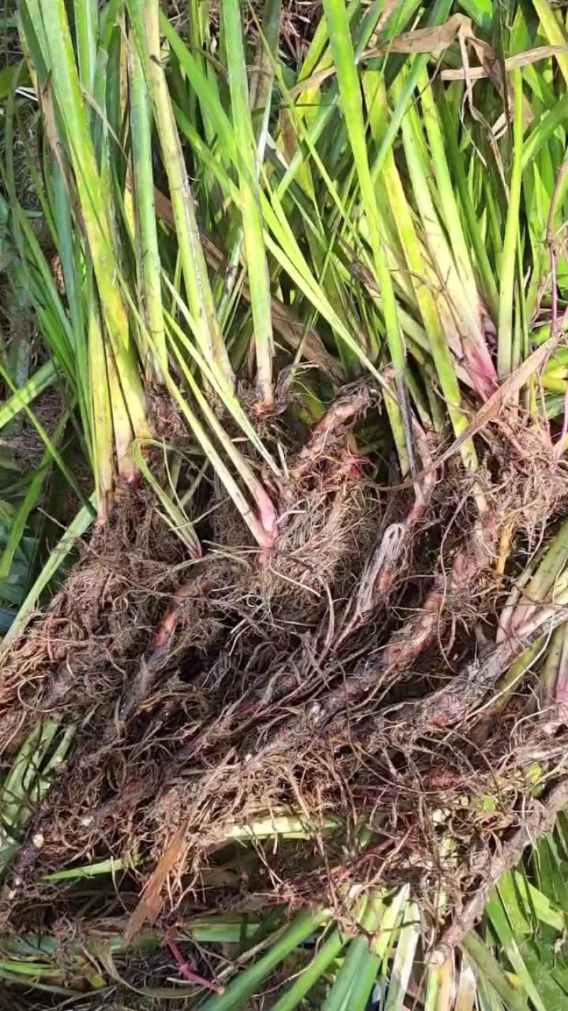 【精选】种植石菖蒲干货四川蓬溪发往全国可详谈可视频看