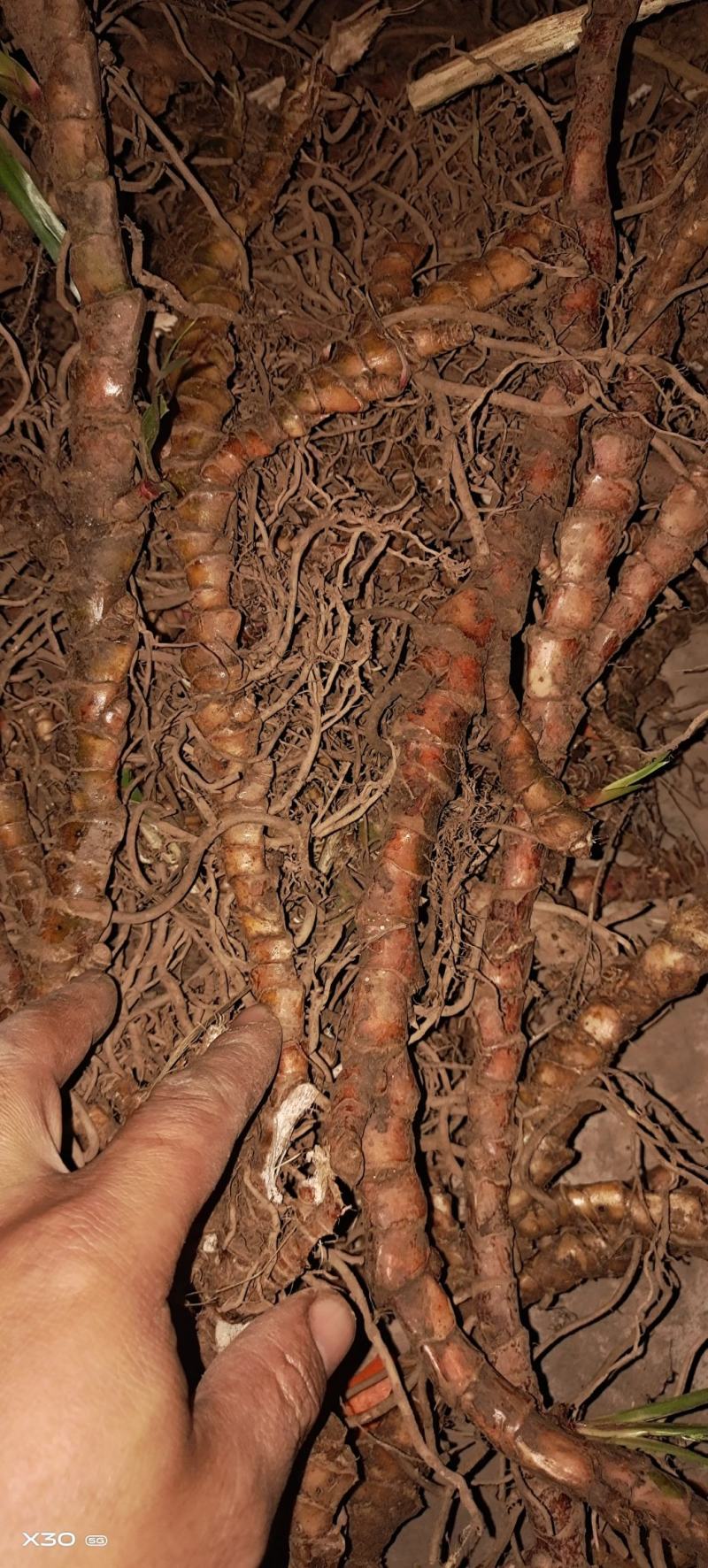 【精选】种植石菖蒲干货四川蓬溪发往全国可详谈可视频看
