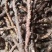 【精选】种植石菖蒲干货四川蓬溪发往全国可详谈可视频看