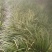 【精选】种植石菖蒲干货四川蓬溪发往全国可详谈可视频看